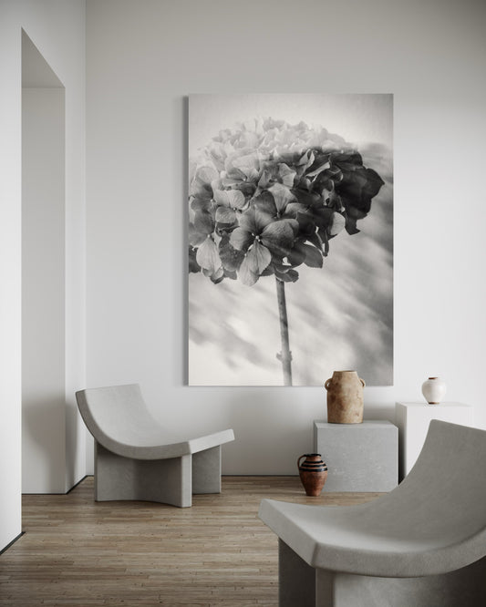 Photo Flower Hydrangea II print