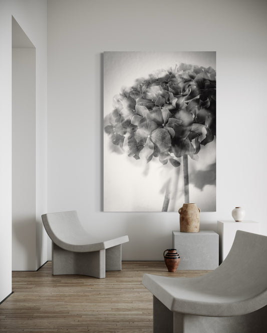 Photo Flower Hydrangea III print