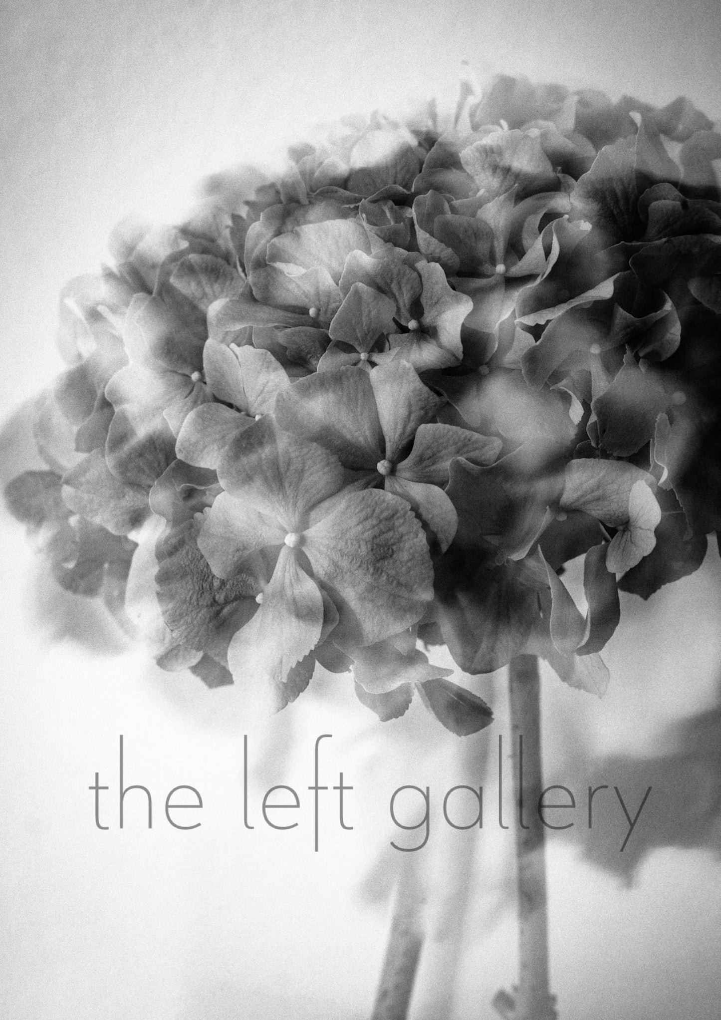 Photo Flower Hydrangea III print