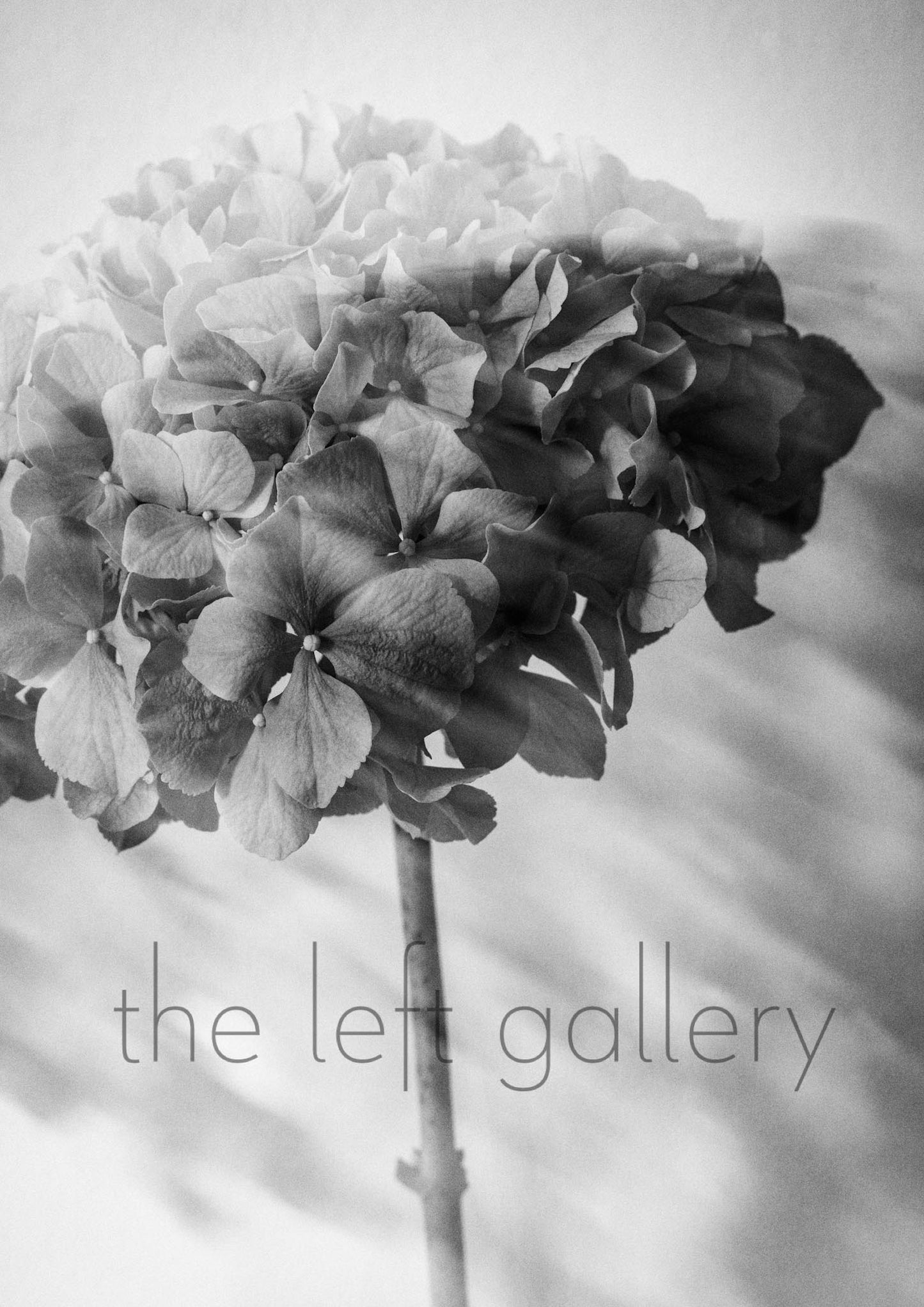 Photo Flower Hydrangea II print