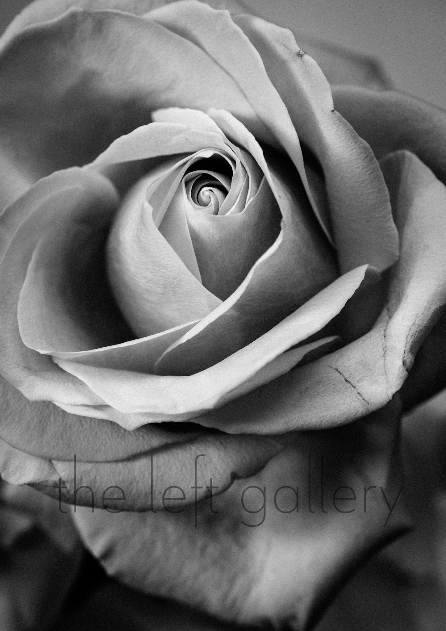 Photo Flower Rose I- print