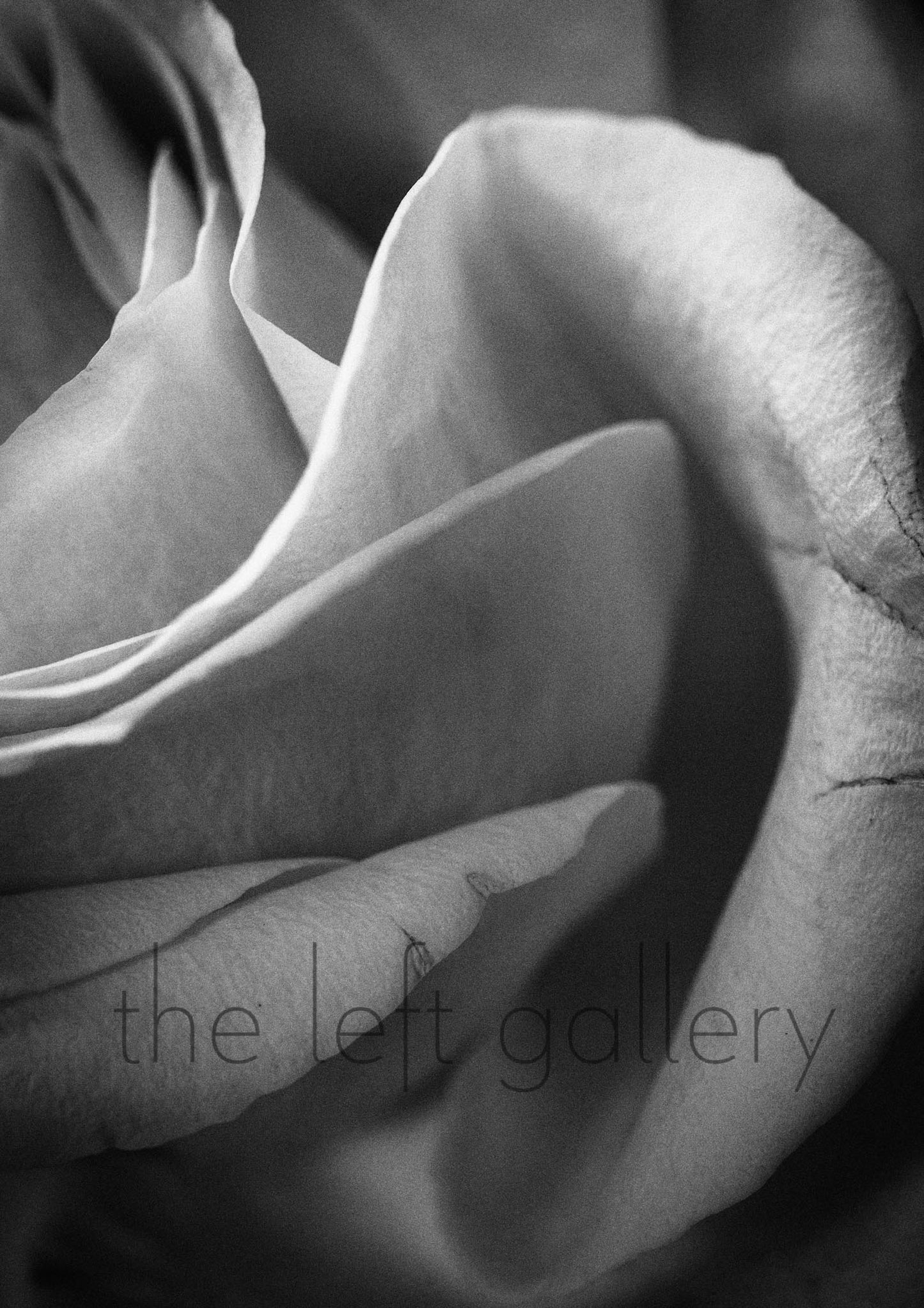 Photo Flower Rose II- print