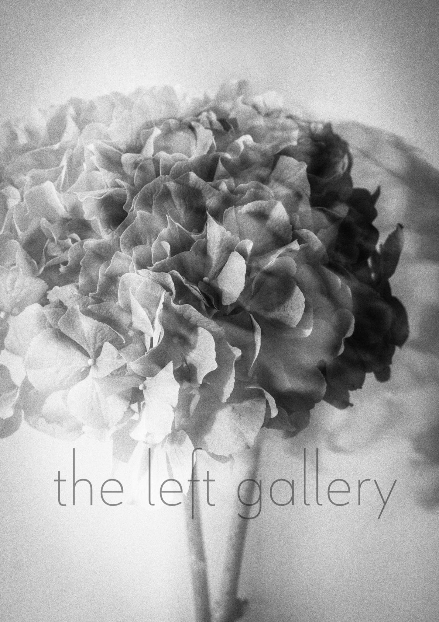 Photo Flower Hydrangea I-print