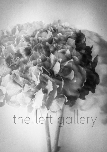 Photo Flower Hydrangea I-print