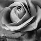 Photo Flower Rose I- print