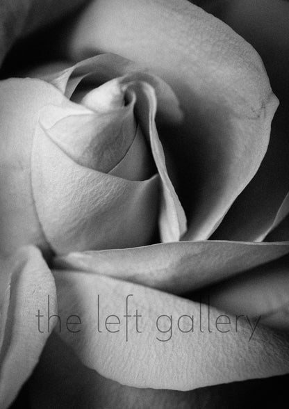 Photo Flower Rose III - stor print